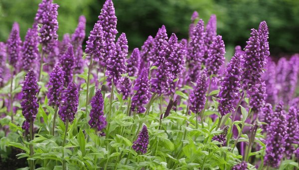 Top 5 vivaces à fleurs mauves à cultiver chez soi